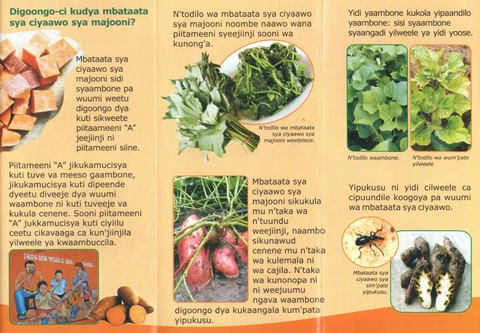 Sweet potato brochure inside