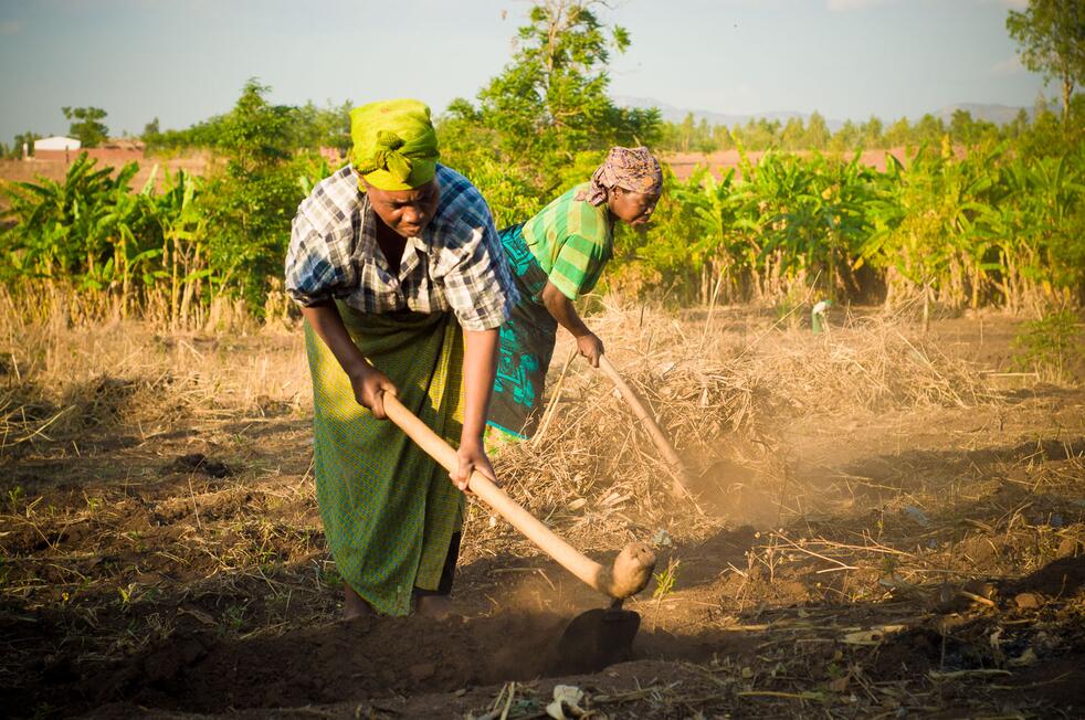 Two women tend their field near Namwera, Malawi