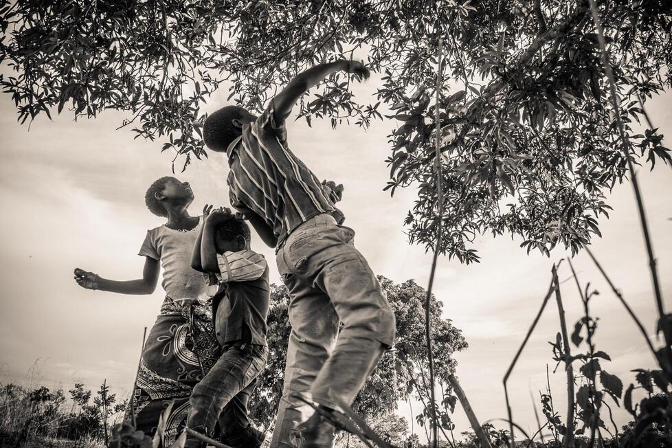 kids hunt for mangos in a village near Mandimba, Mozambique